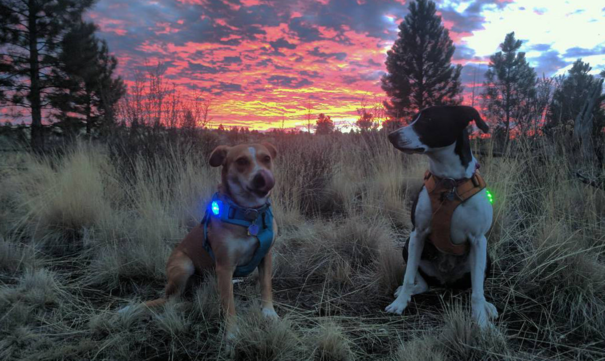 Giles and Alta in Front Range Harnesses with beacons at sunset.