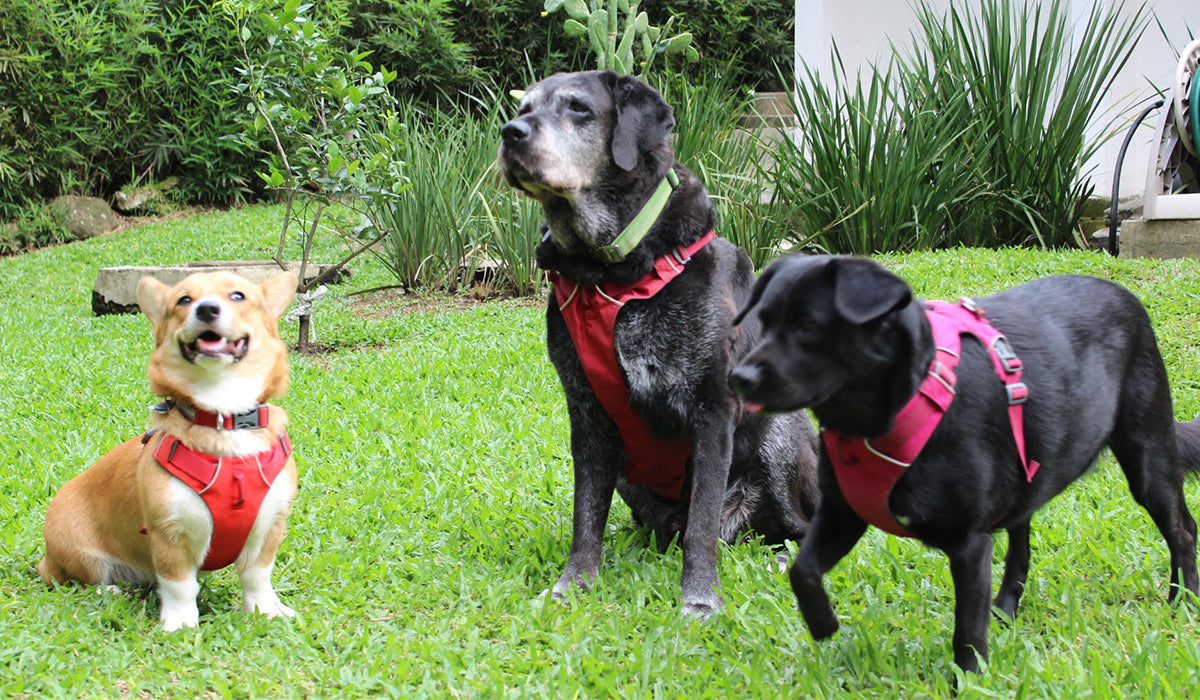 Tony, Chako, and Duna living the good (dog) life in Costa Rica