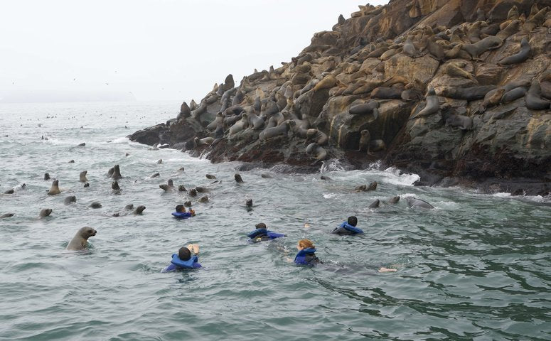 People swimming with many sea lions next to Palomino islands