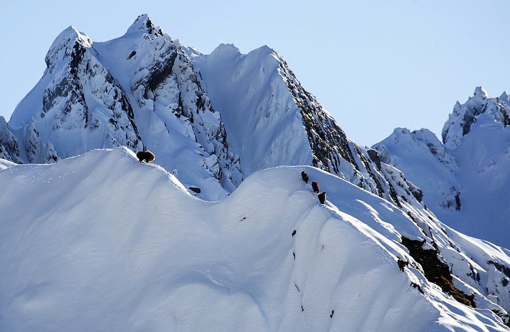 bull tahr on a snowy ridge new zealand 