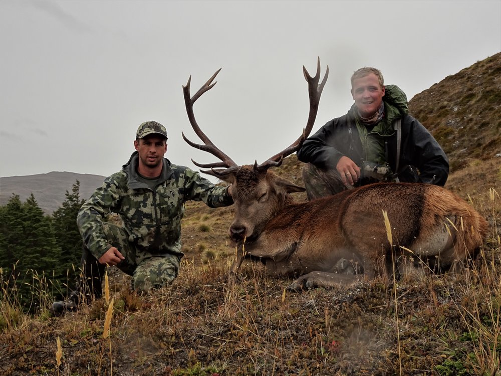 Public land stag hunting new zealand