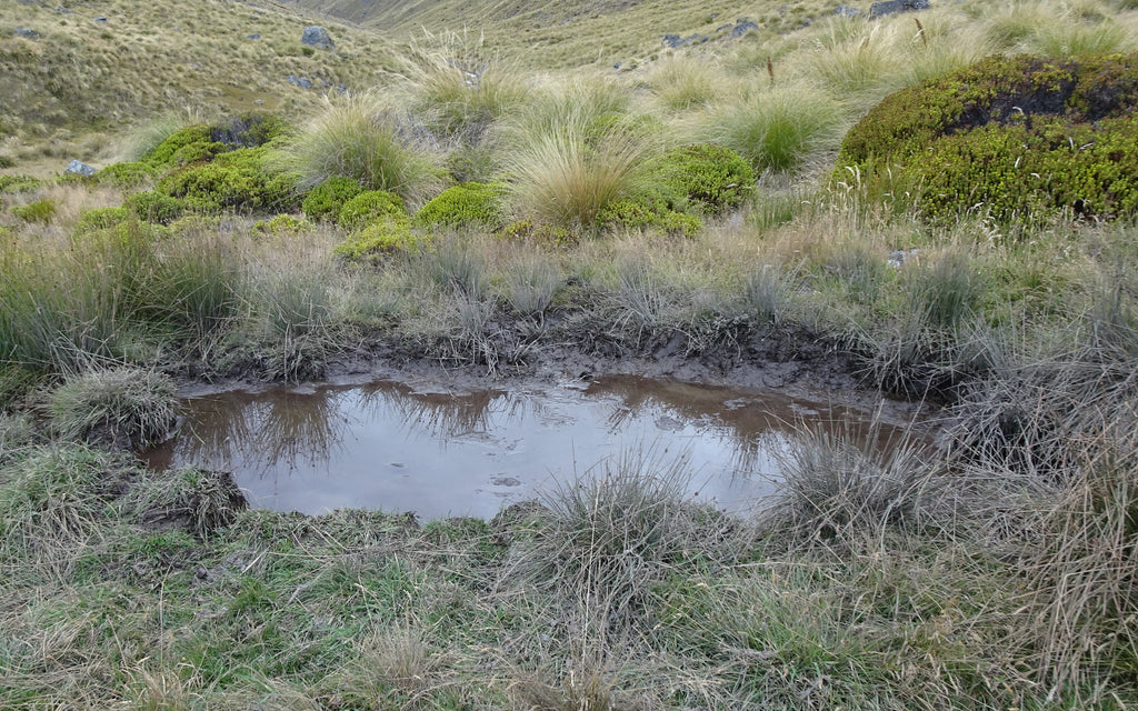 Stag wallow in tussock country