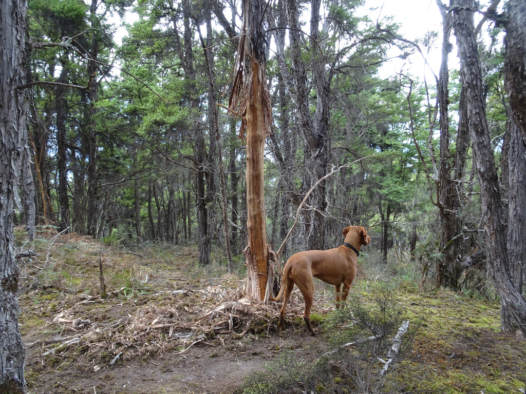 Stag sign hunting dog
