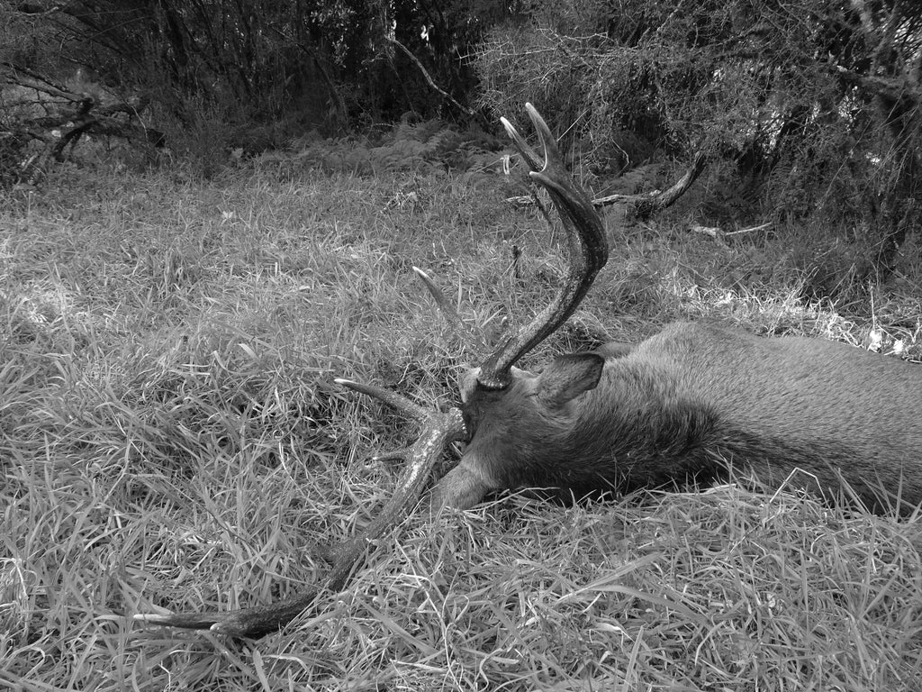 Westland red stag