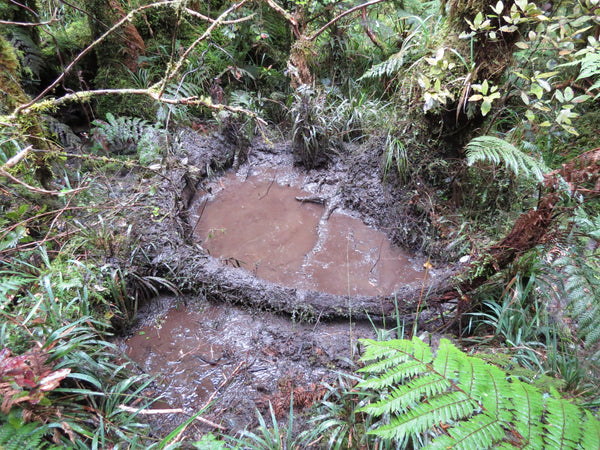 stag wallow in westland bush