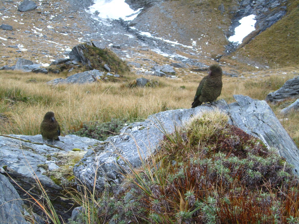 New Zealand mountain parrot, the kea