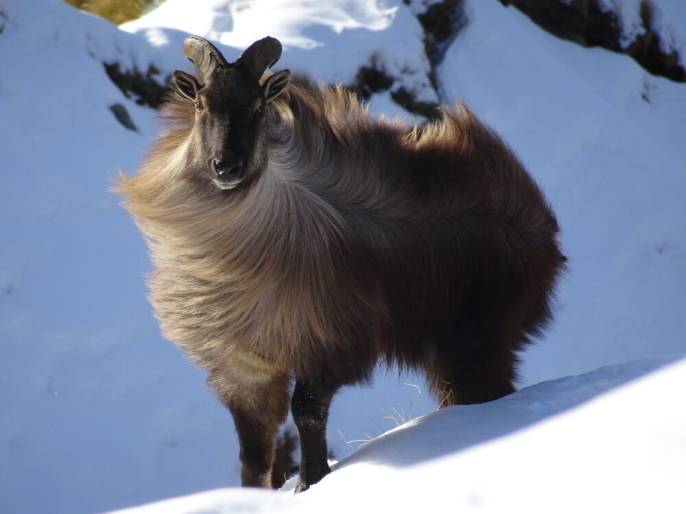 Young bull tahr in the snow in new zealand