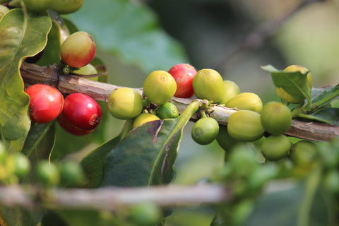 One of our Coffee Trees