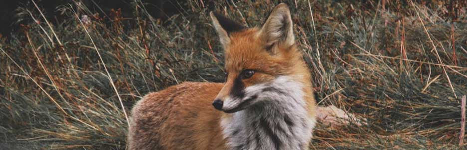 Hermitage fox in a field