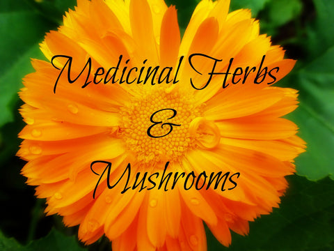 Medicinal Herbs & Mushrooms