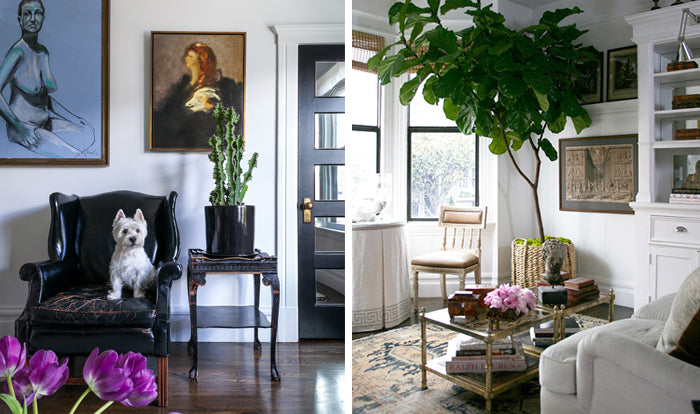 black leather chair | elegant cozy living room with fiddle leaf fig tree | interior design by Grant K. Gibson