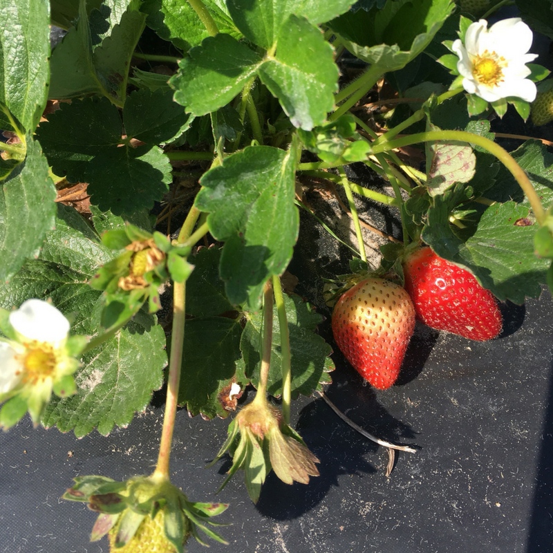 Strawberry Fields-Beaufort, SC
