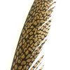 Golden Pheasant Centre Tail Feather - Natural ((SECONDS))