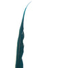 10" to 20" Golden Pheasant Side Tail Feather - Dark Teal