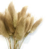 Natural Dried Rabbit Tail Grass Flower Stem Bunch - Brown