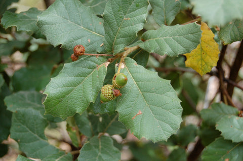 Quercus rugosa - netleaf oak