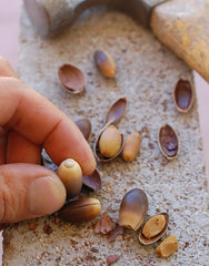 shelling acorns by hand