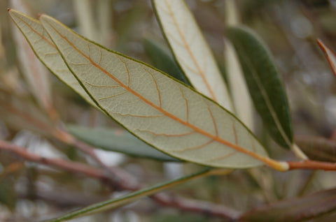 Quercus hypoleucoides - silverleaf oak