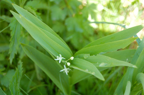 Maianthemum stellatum - Star Solomon's Seal 