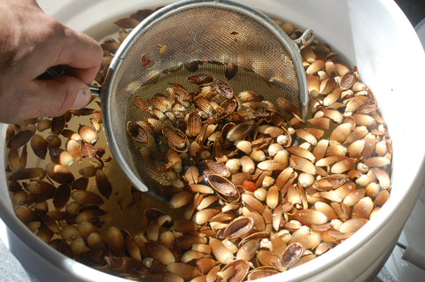 Scooping acorn shells off the surface of the water