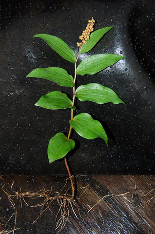 Maianthemum racemosum - False Solomon's Seal