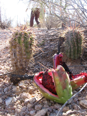 baby saguaros