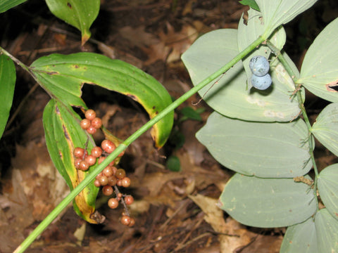 Polygonatum biflorum & Maianthemum racemosum