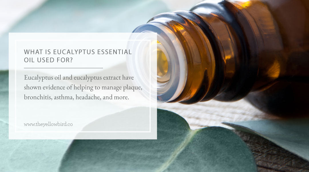 What is Eucalyptus Essential Oil Used For