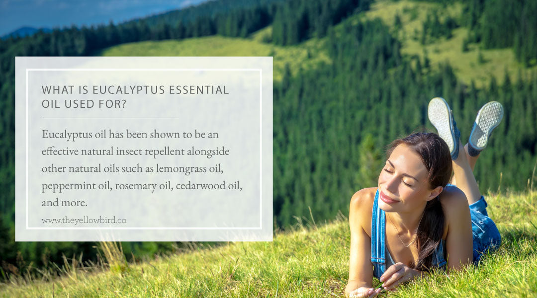 What is Eucalyptus Essential Oil Used For