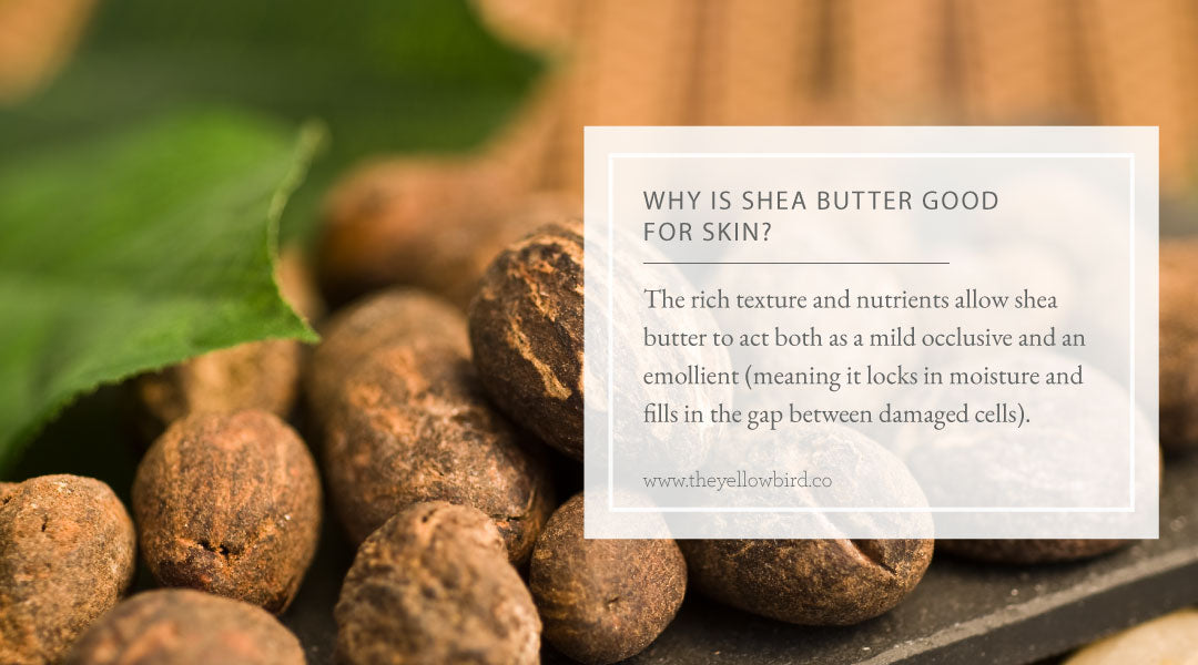 Why is Shea Butter Good for Skin