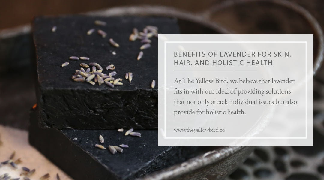 Benefits of Lavender for Skin Hair and Holistic Health