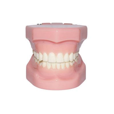HST-B3 Dental Orthodontic Model