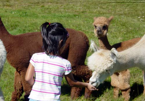 alpaca