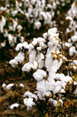 cotton