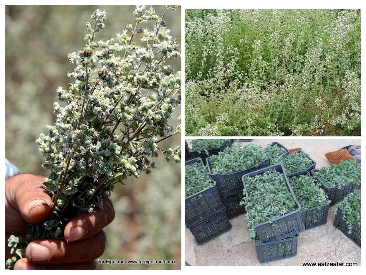 Figure 5: Left is a picture of a dried zaatar plant. Top right is picture of zaatar shrubs growing in field. Bottom right is a picture of zaatar seedlings before planting