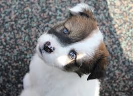 cute puppies, adorable puppies, funny puppies, puppy pics, puppy photos