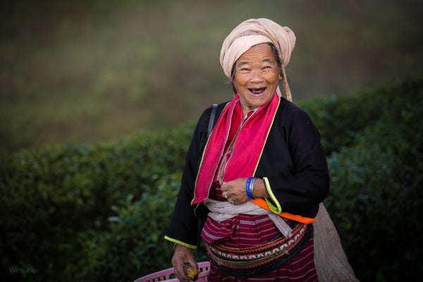 Palaung hill tribe woman at a tea plantation in Chiang Rai, Thailand
