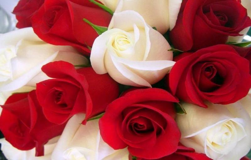 Arti Bunga Mawar Berdasarkan Warnanya Outerbloom