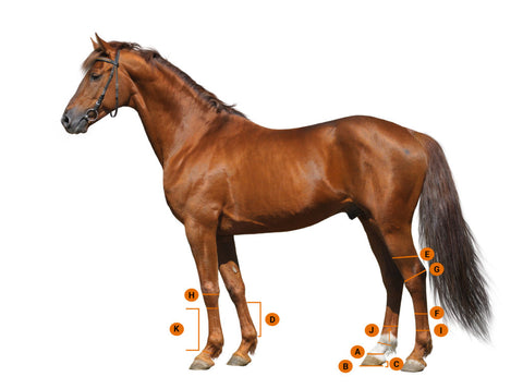 Horse sizing guide