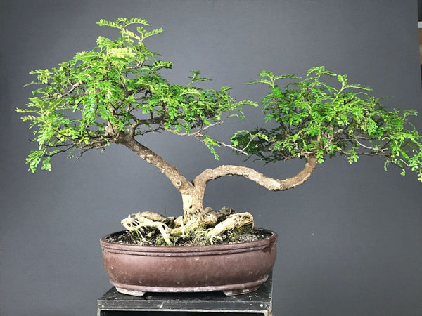 Traditional Bonsai: Pepper Tree - Zanthoxylum piperitum Plants B o o m k i - B o o m k i