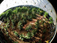 Geodesic Dome Greenhouse Made out of PVC