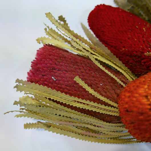 Banksia