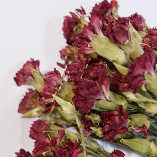 Raspberry Carnations