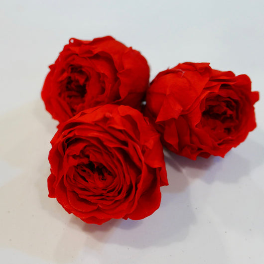 Poppy Red Preserved Rose