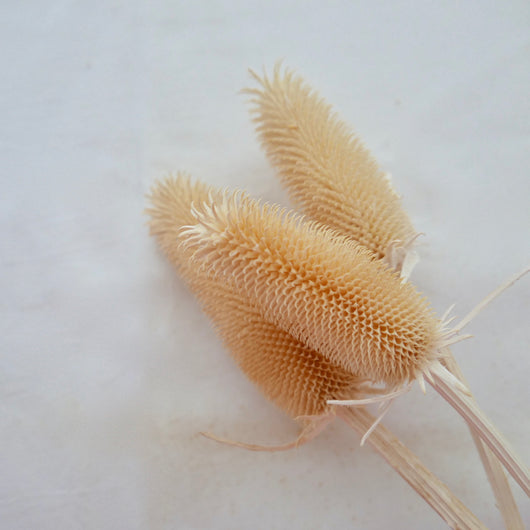Cardoons