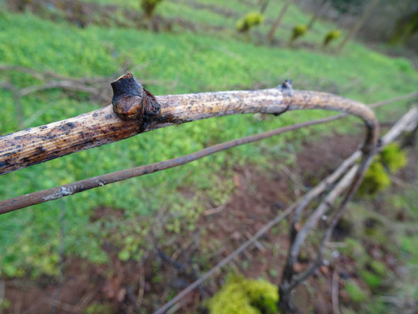 Holloran Vineyards vine in winter