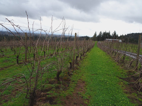 Holloran Vineyards unpruned rows of grapes