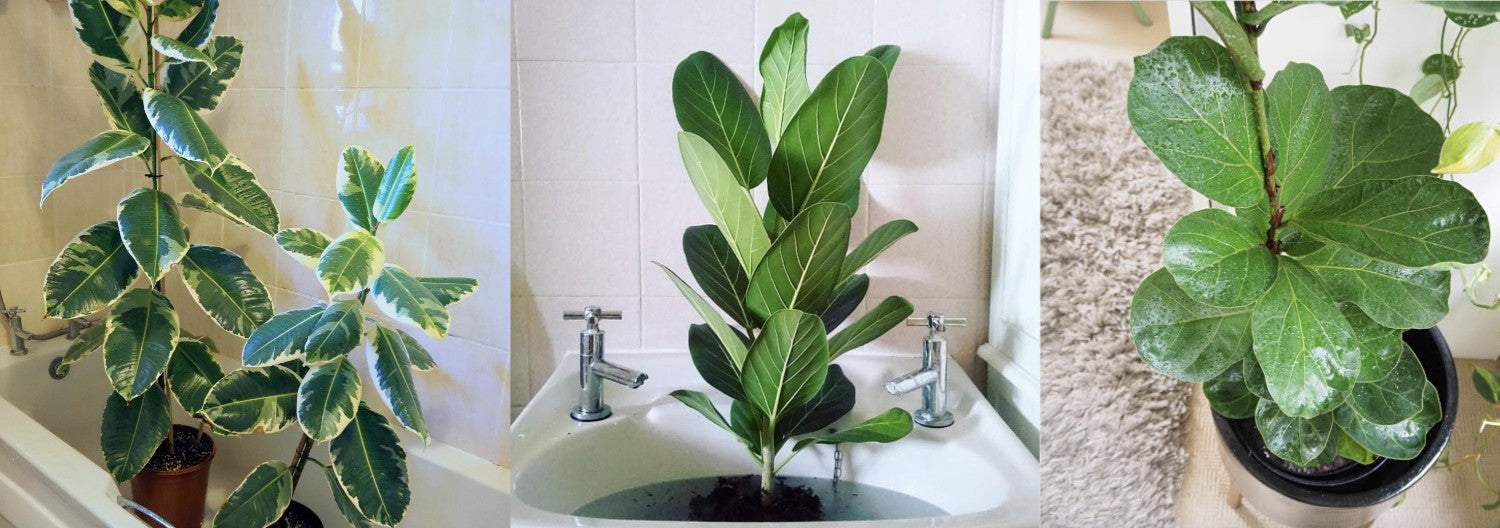 Ficus Houseplants being watered