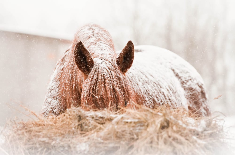 How Horses Adapt To The Winter Season Haygain Usa