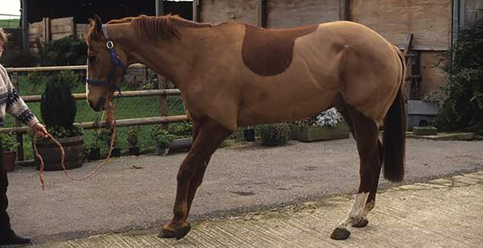 Feed More Hay To Laminitic Horse Equine Nutritionist Says Laminitis Help